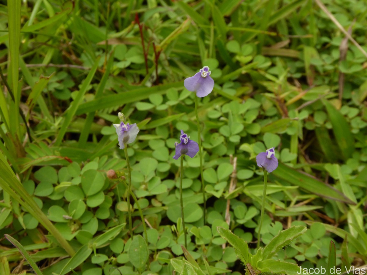 Burmannia pusilla (Miers) Thwaites
